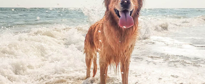 Honden liefhebbers opgelet!